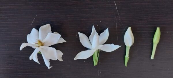 Alternative view of Jazmin Quimura - enano