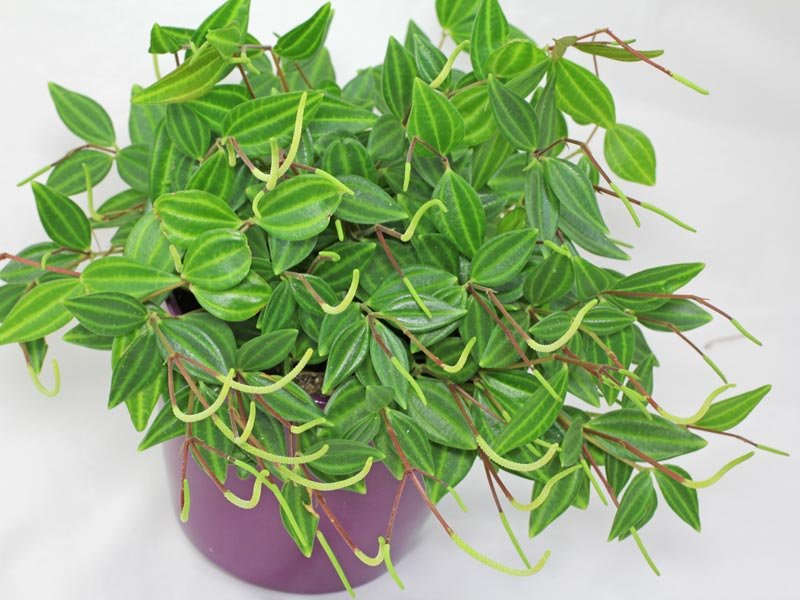 Peperomia - Imagen 2