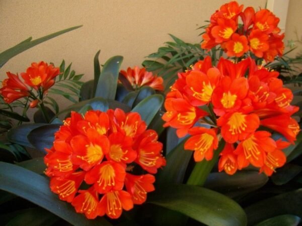Alternative view of Clivia Naranja