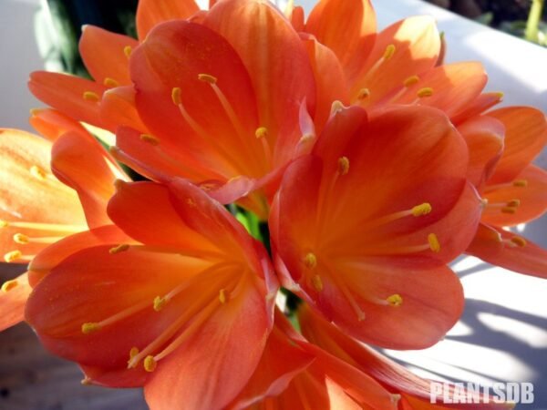 Clivia Naranja