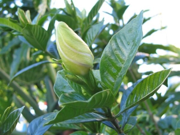 Alternative view of Jazmín del Cabo INJERTADO en maceta