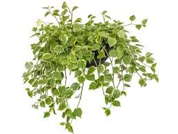 Peperomia - Imagen 3