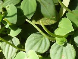 Peperomia - Imagen 4