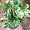 Peperomia