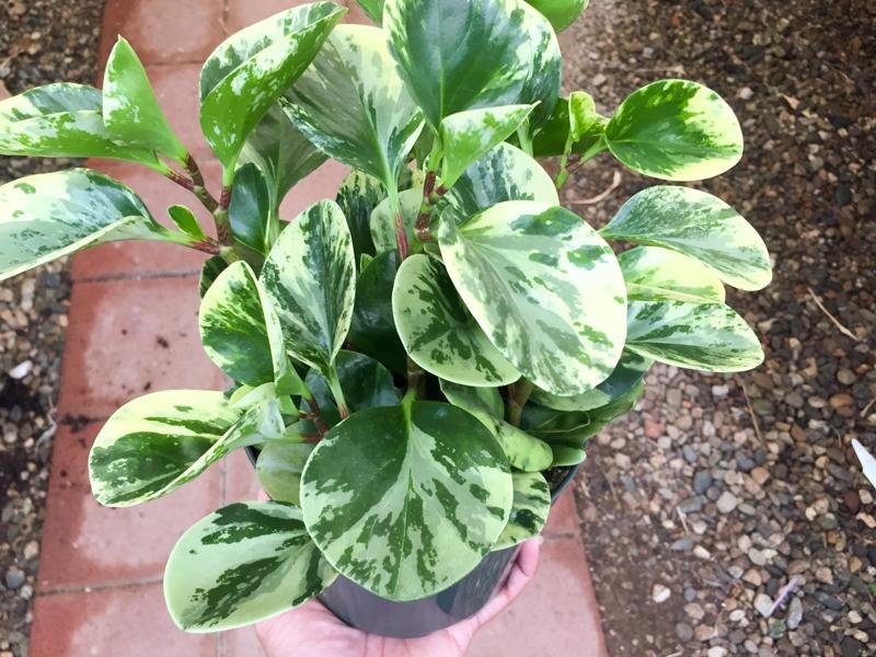 Peperomia