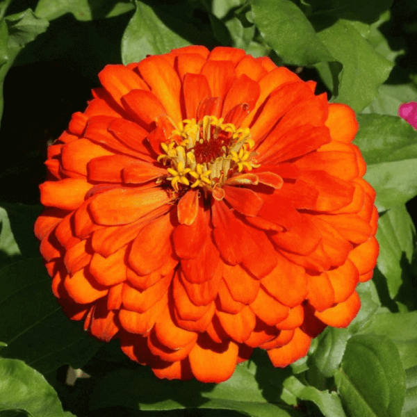 Zinnia