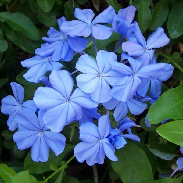 Plumbago Capensis - Azul