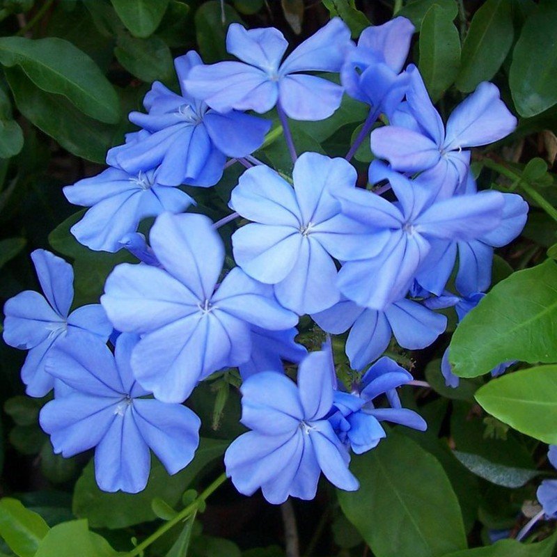 Plumbago Capensis - Azul
