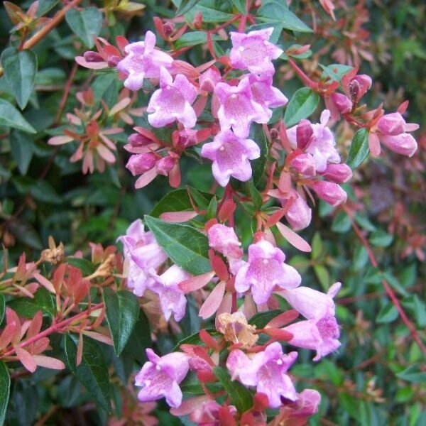 Abelia - Rosada