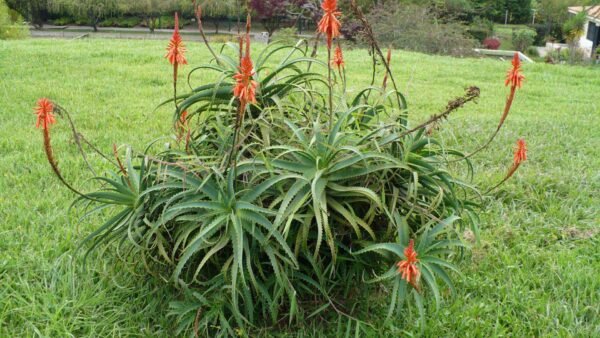Alternative view of Aloe vera