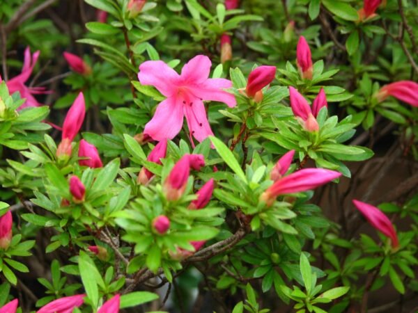 Alternative view of Azalea