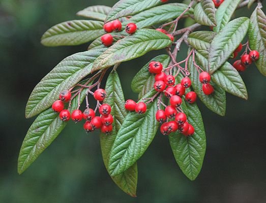 Cotoneaster
