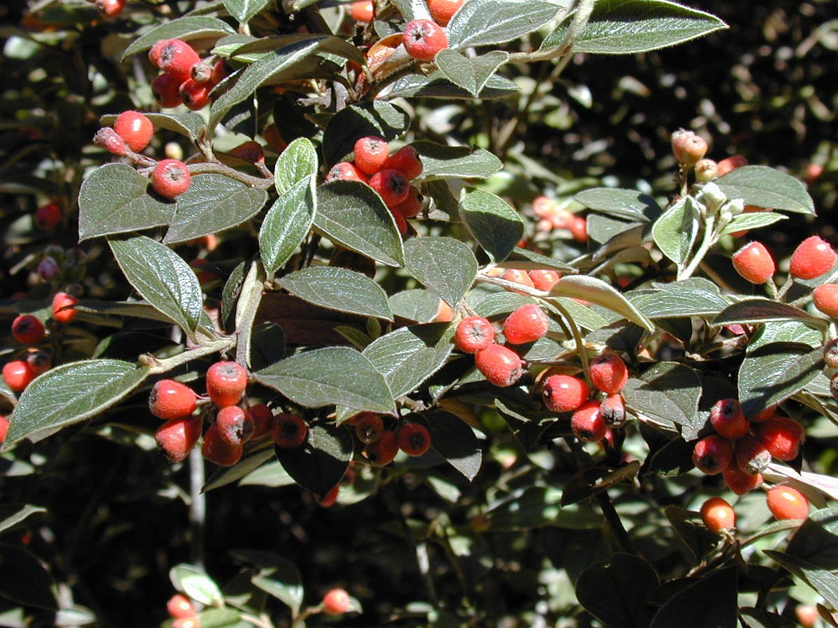 Cotoneaster pannosa
