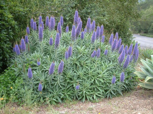 Echium