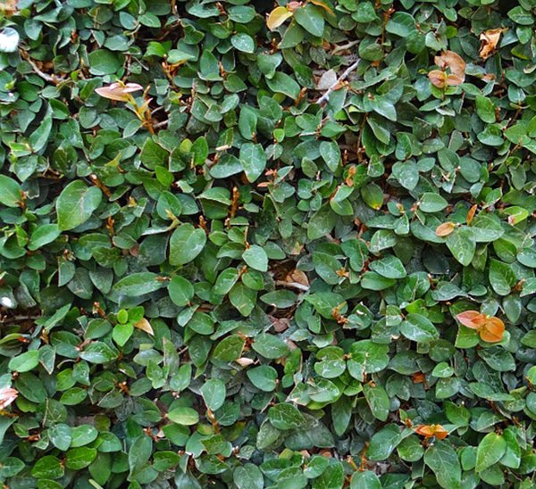 Alternative view of Ficus Repens - Enamorada del muro