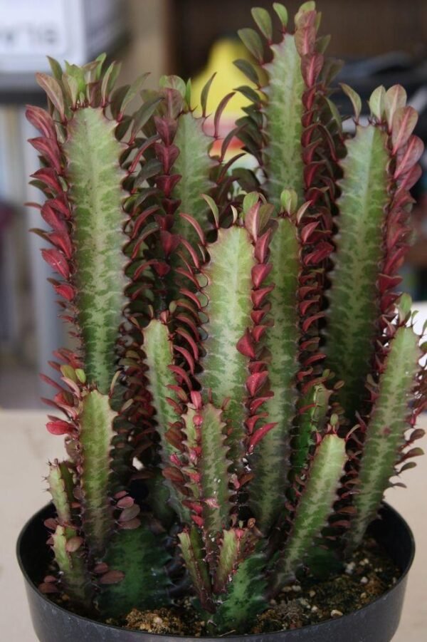 Euforbia rubra