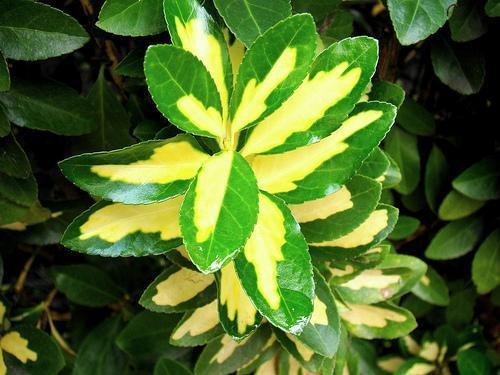 Evonimo verde y amarillo