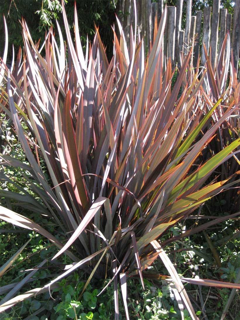 Formio rubra