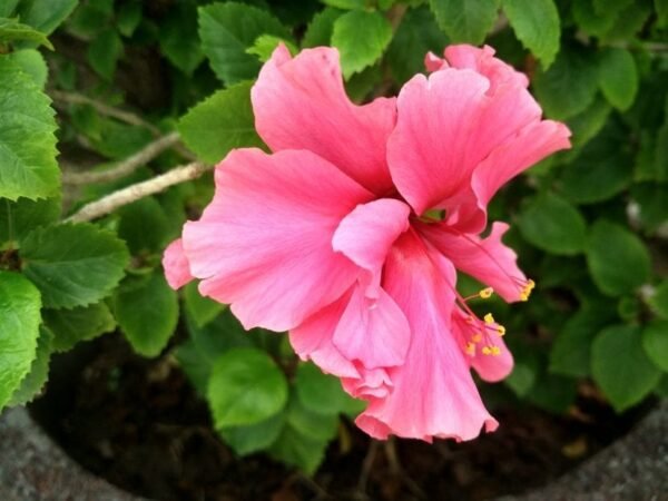 Hibisco doble