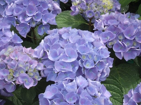 Alternative view of Hortensia Rosada/Azul