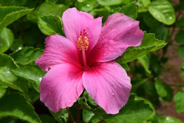Hibisco simple