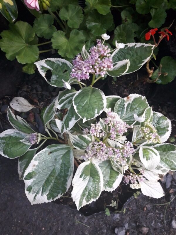 Hortensia variegada