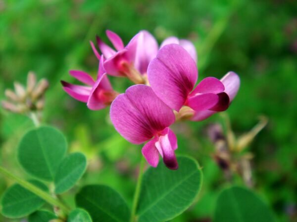 Lespedeza