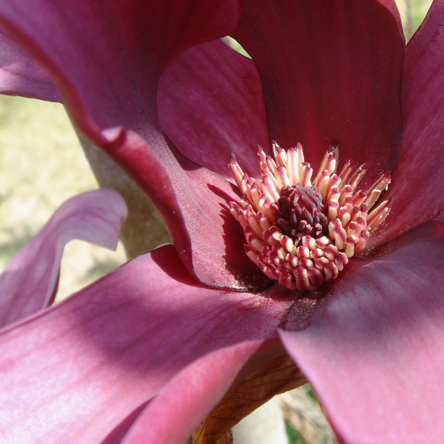 Magnolia liliflora - Imagen 2