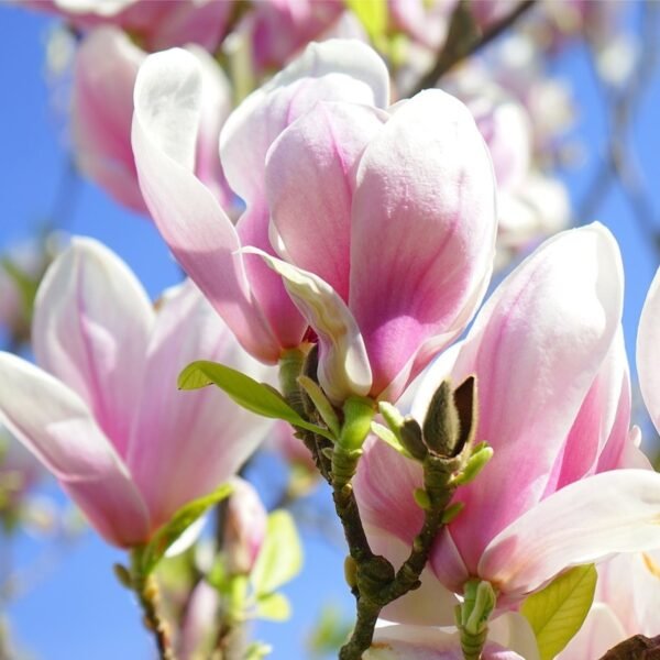 Magnolia soulangiana japónica