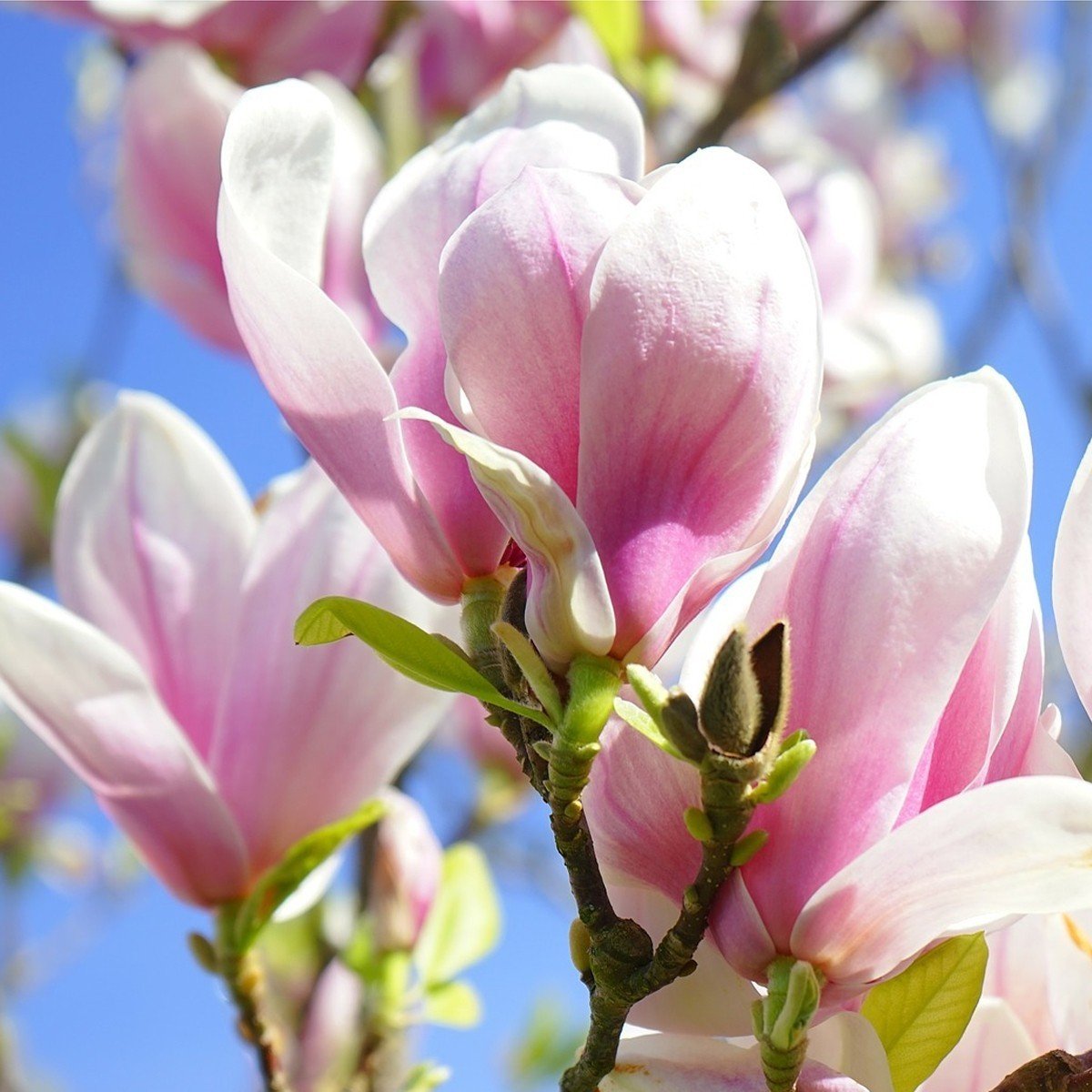 Magnolia soulangiana japónica