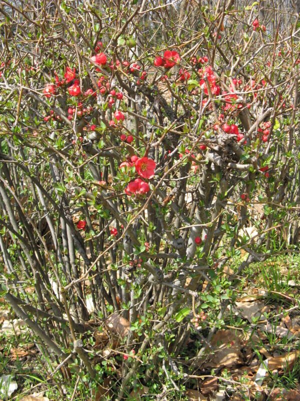 Alternative view of Membrillo de jardín