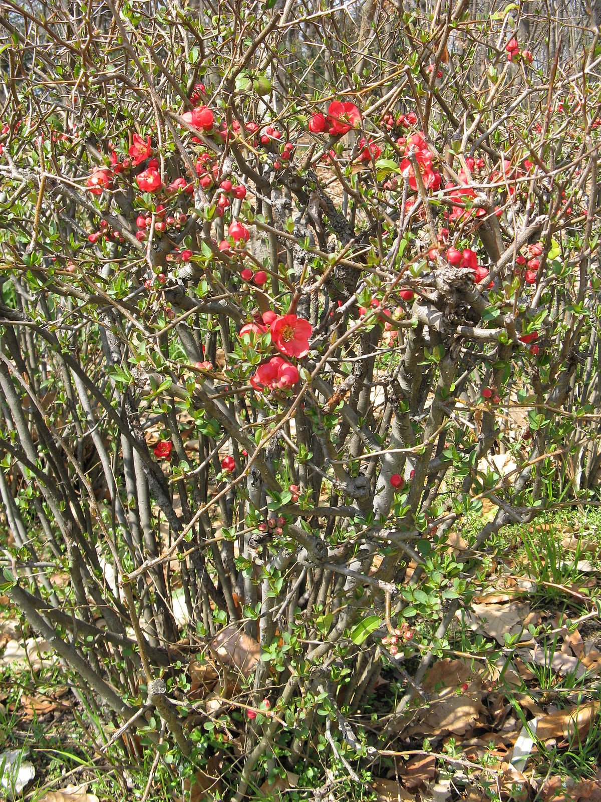 Membrillo de jardín - Imagen 2