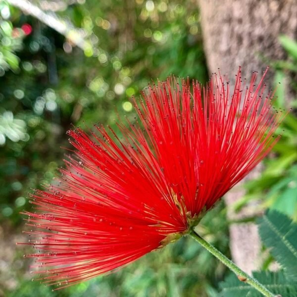 Plumerillo rojo