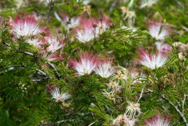 Alternative view of Plumerillo rosado