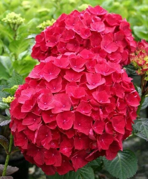 Hortensia - Roja