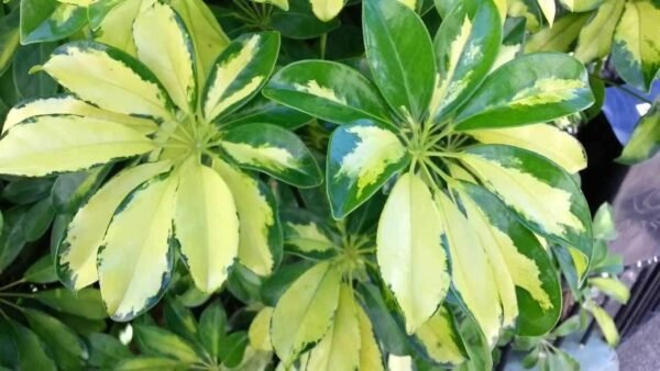 Schefflera variegada