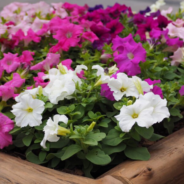 Petunia