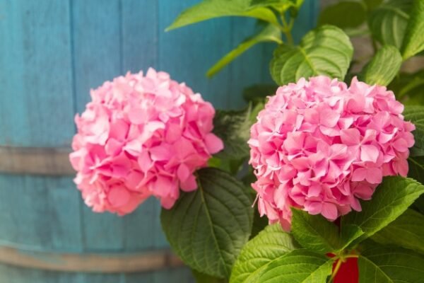 Alternative view of Hortensia - Rosada