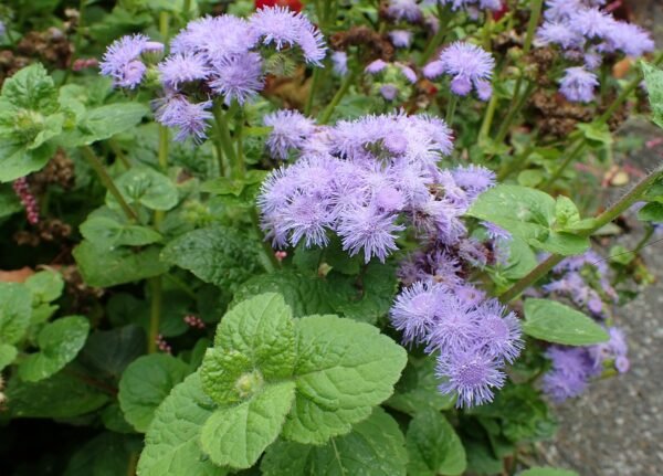 Alternative view of Ageratum