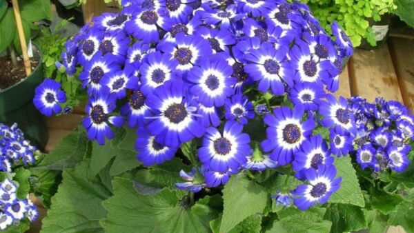 Cineraria