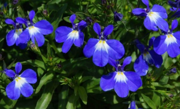 Lobelia