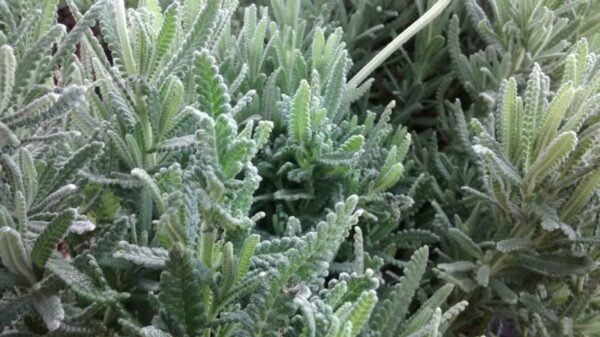 Alternative view of Lavanda dentada CHICA