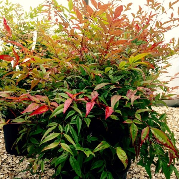 Alternative view of Nandina domestica