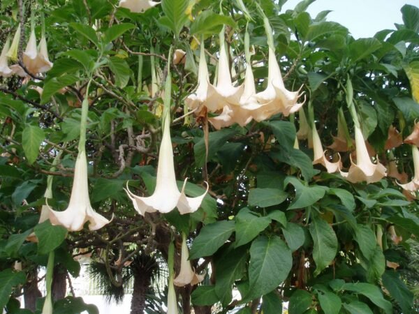 Alternative view of Floripon
