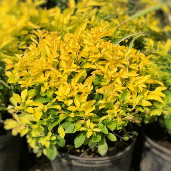 Alternative view of Duranta erecta 'Aurea'