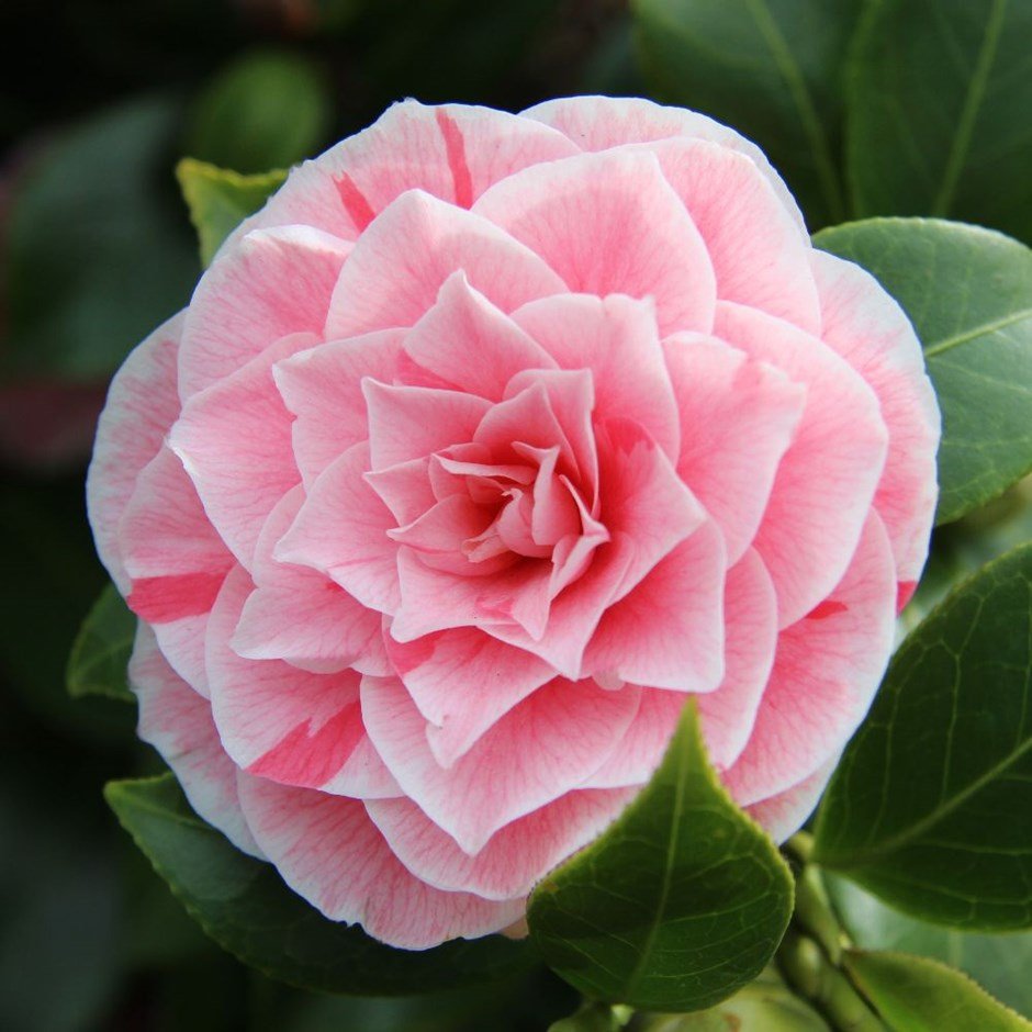 Camellia Japonica - Imagen 2