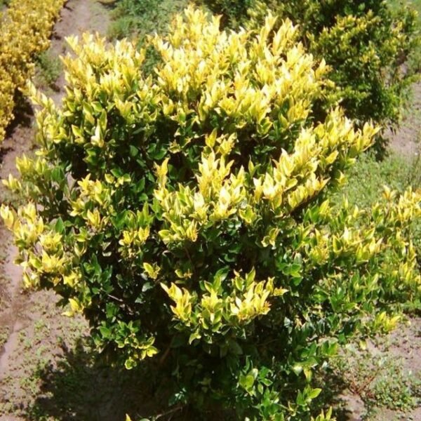 Olea Texana Aurea