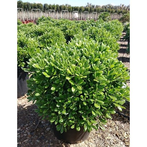 Alternative view of Pittosporum enano