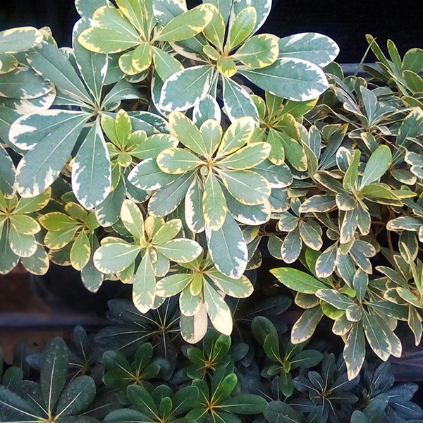 Pittosporum enano variegado