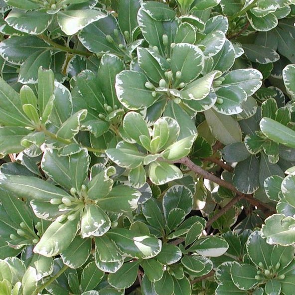 Alternative view of Pitosporo Variegado